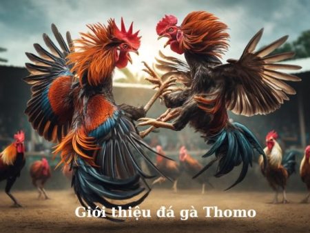 Chiến thuật đá gà thomo giúp bạn thắng lớn tại daga88